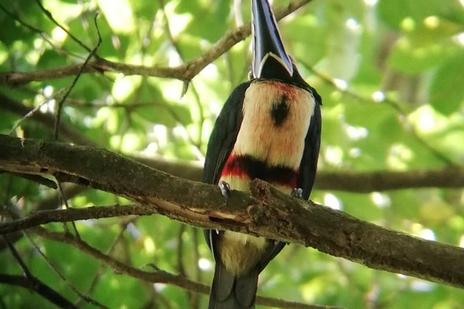 Sloths Observation and Coffee, Chocolate, Sugarcane Experience - Preparing for Your Adventure