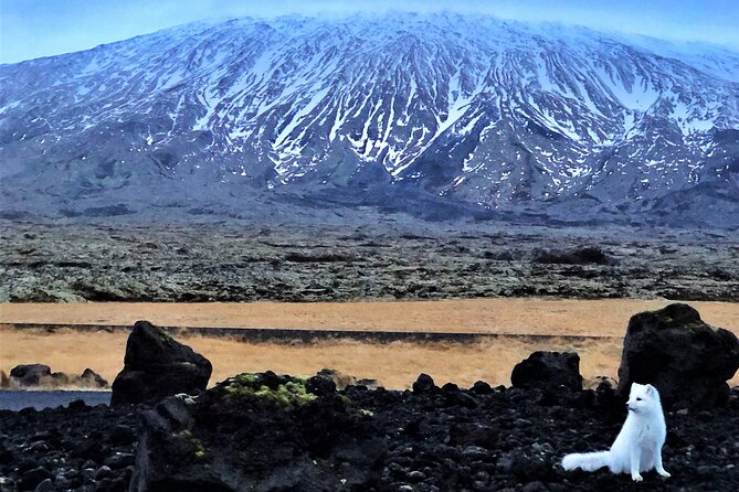 Snaefellsnes Peninsula Full Day Tour From Reykjavik - Booking and Cancellation Policy