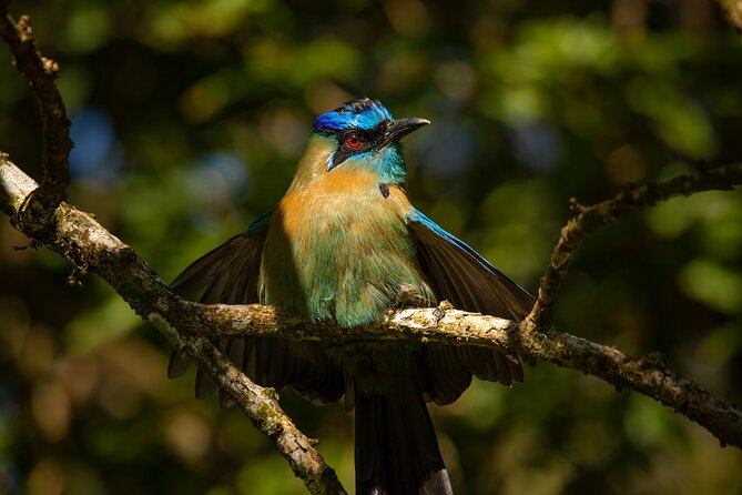Cloud Forest Adventure: Hike the Mystical Canopy! - Plan Your Adventure