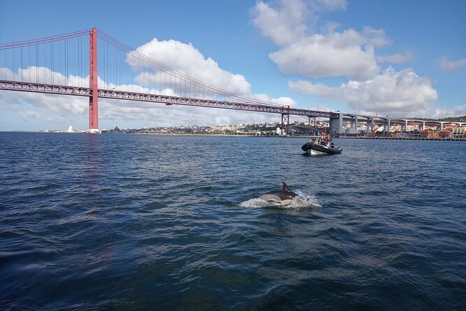 Lisbon Dolphin Watching With a Marine Biologist in a Small Group - Preparing for the Tour