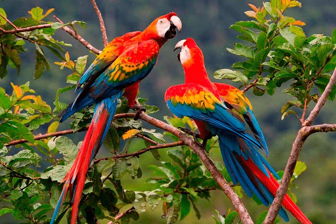 Manu Jungle Tour (4 Days) - Important Considerations