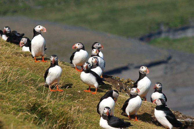 Puffin and Volcano Tour With Ebbi - Traveler Testimonials and Recommendations