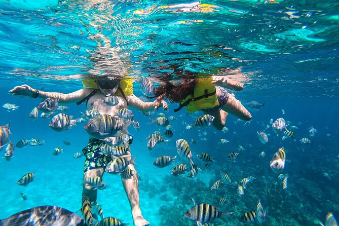 Boat and Snorkeling in West End (Blue Channel, The Aquarium, Turtle Crossing) - Key Points