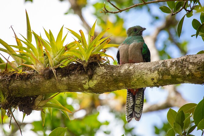 Cloud Forest Adventure: Hike the Mystical Canopy! - Key Points