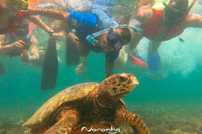 Full Island Tour in Fernando De Noronha + Boat Tour - Key Points