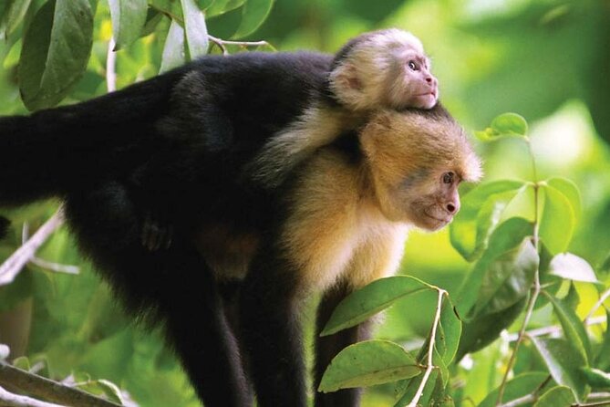 Manuel Antonio National Park Hiking Guided Tour - Tour Overview