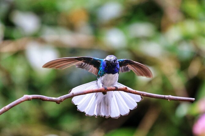Mindo Cloud Forest Private Tour: Chocolate, Coffee, Birds, Nature - Inclusions and Amenities