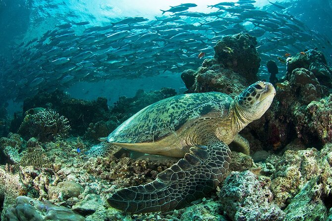 Snorkeling at Caño Island - Key Points