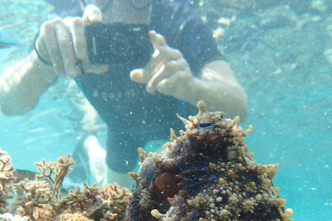 Snorkeling Tour - Key Points