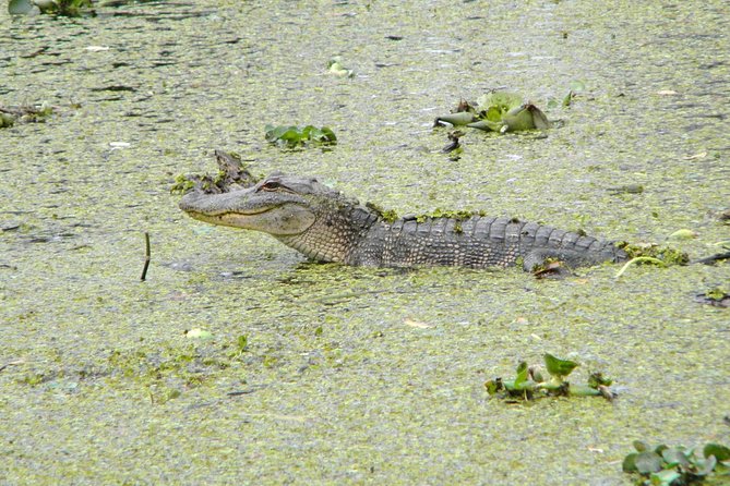 Jean Lafitte 90-Minute Swamp and Bayou Boat Tour - Meeting and Pickup