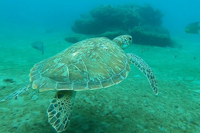 2 ½ - Hour Guided Snorkel Tour of Phil Foster Park, Free Videos! - Key Points