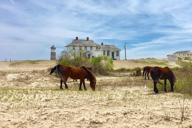 2-hour Outer Banks Wild Horse Tour by 4WD Truck - Key Points