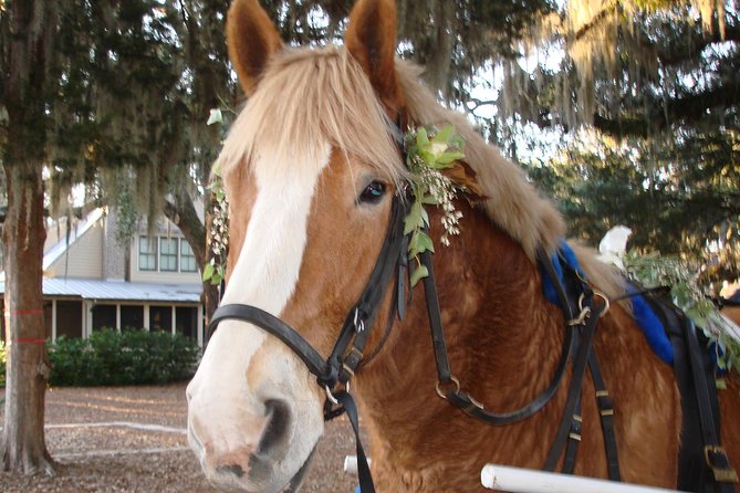 #1 Historical Horse Drawn Carriage Tour - Historical Insights