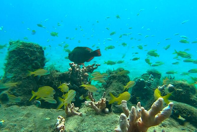 2 ½ - Hour Guided Snorkel Tour of Phil Foster Park, Free Videos! - Snorkel With Rays, Starfish, and Moray Eels
