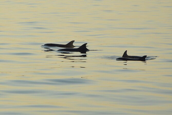 3-Hour Sunset Dolphin Spotting and Dinner in Medulin Archipelago - Scenic Highlights