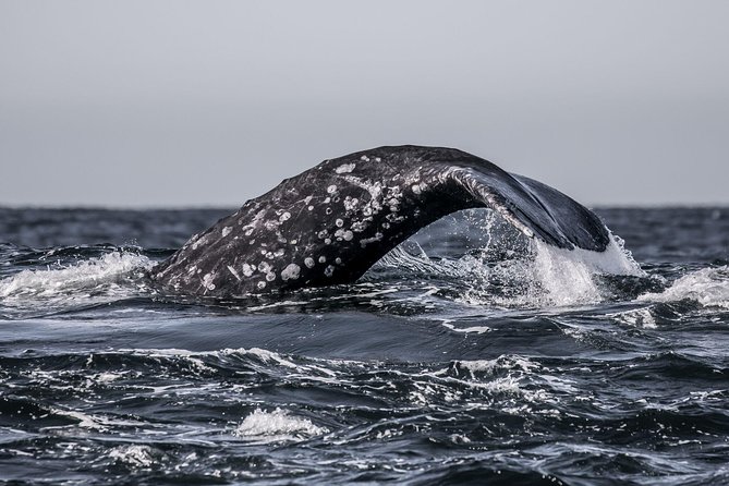 3-Hour Whale Watching Tour From Monterey - Inclusions and Logistics