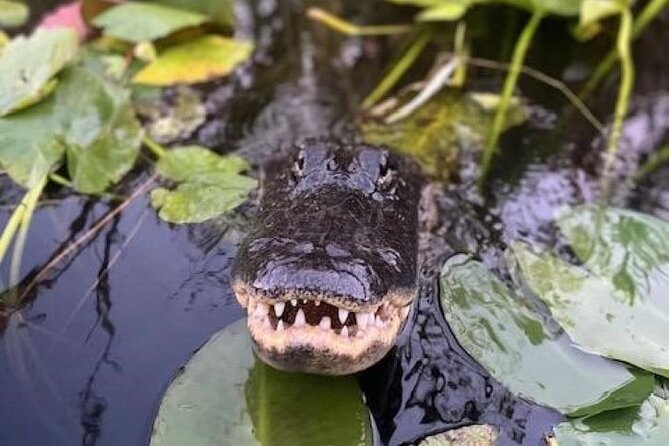 60 Min Small Group Everglades Airboat Ride in Miami - Meeting and Logistics