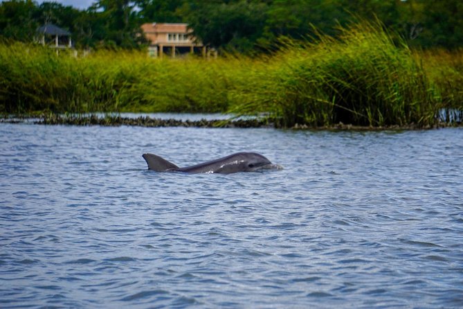 90-Minute Dolphin and Nature Tour of Hilton Head - Tour Details and Inclusions
