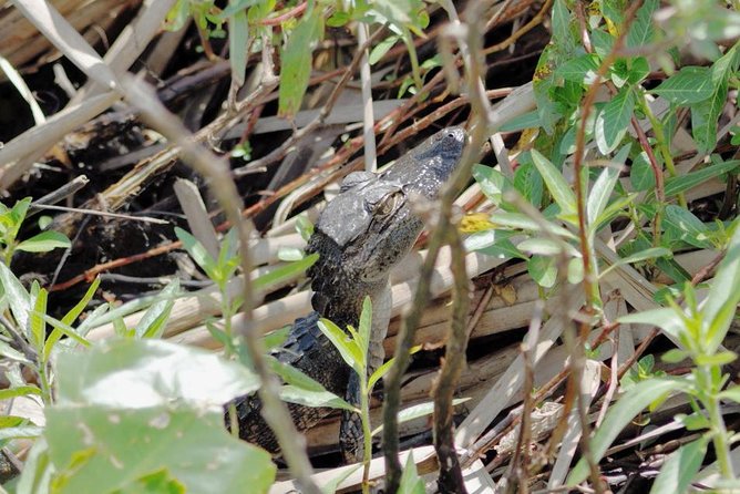 90 Minute Everglades Airboat Tour Near Orlando Florida - Booking and Cancellation Policy