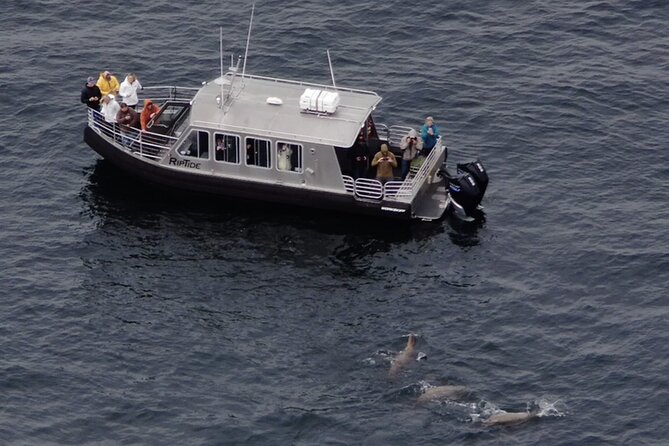 Alaska Whale Watching With Bonus Drone Viewing of Whales - Unique Drone Footage