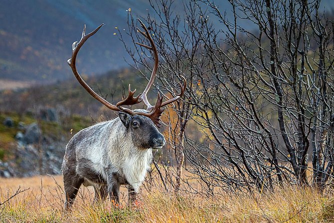 Arctic Nature Tour From Tromsø by Minibus - Inclusions