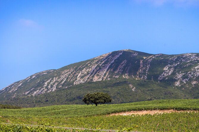 Arrabida and Sesimbra Small-Group Day Trip From Lisbon With Wine Tasting - Highlights of the Itinerary