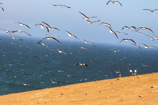 ATV Tour Adventure in Reserva Nacional De Paracas - Health and Accessibility Considerations