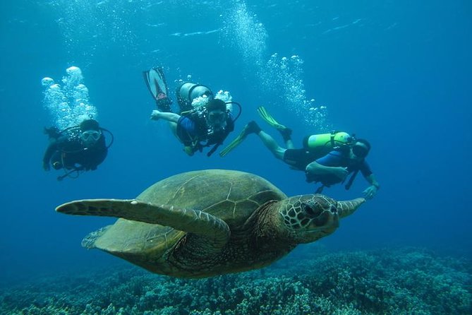 Beginner Scuba Dive in Lahaina: Swimming Ability Required - Learning Components