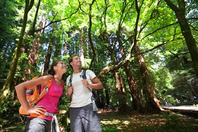 Big Bus San Francisco: Guided Muir Woods Tour - Transportation and Accessibility