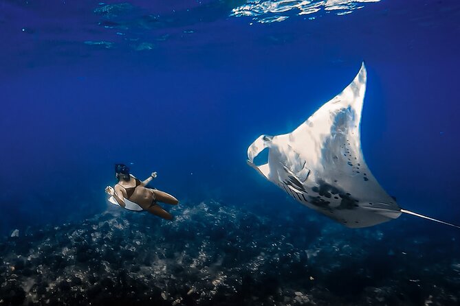 Big Island, Kona Manta Ray Night Snorkel Tour - Experience Highlights