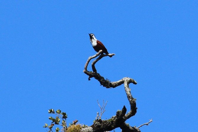 Birding Tour Curi Cancha - Tour Details and Inclusions