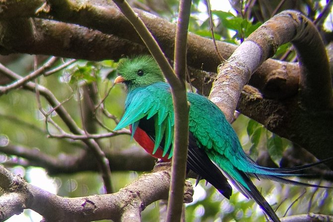 Birdwatching Tour in Monteverde - Guide Expertise and Experience