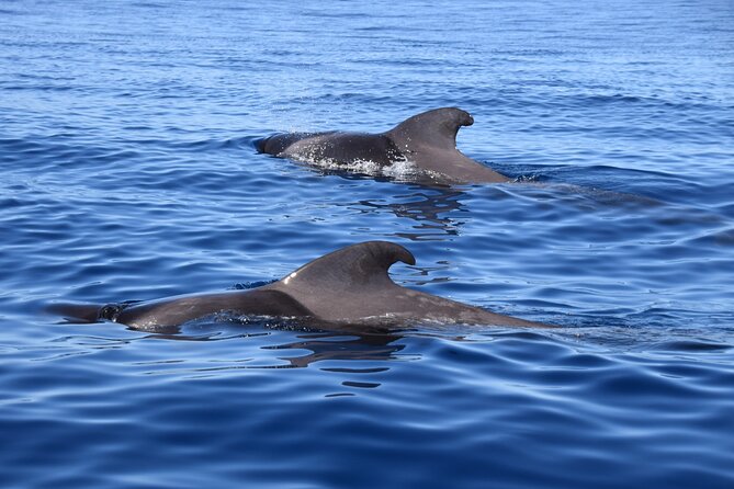 Bonadea II Ecological Whale Watching, 2 Hours - Highlights of the Tour