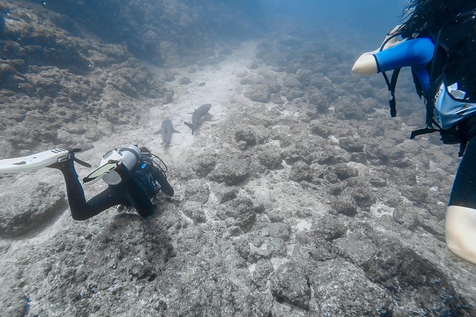 Catalina Island Diving Tour From Tamarindo - Certified Only - Diving Locations