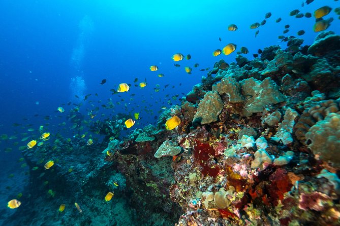 Certified Diver: 2-Tank Shallow Reef Dives off Oahu - Inclusions and Meeting Details