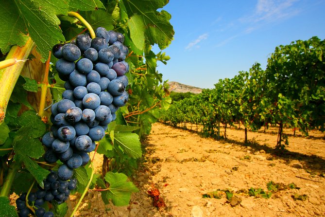Châteauneuf Du Pape Wine Day Tasting Tour Including Lunch From Avignon - Highlights of the Experience