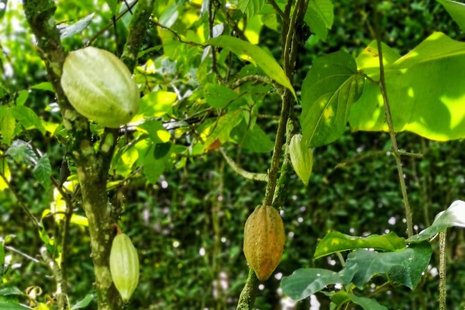 Chocolate Farm Private Tour in Medellin: Real Genuine Experience - Experience Highlights
