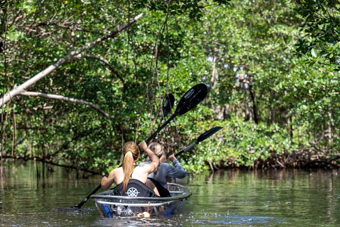 Clear Kayak Tour in North Miami Beach - Mangrove Tunnels - Experience Highlights