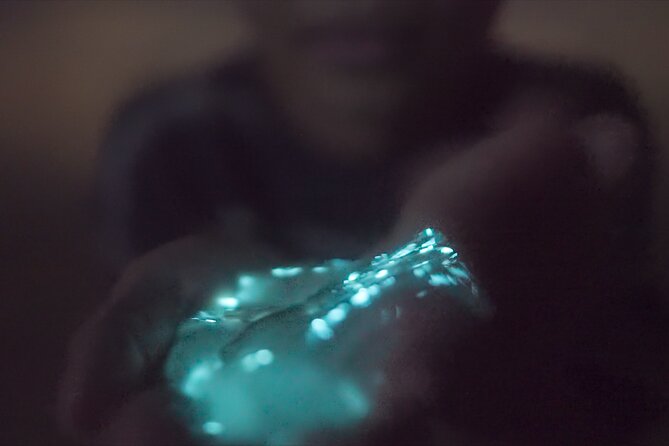 Comb Jelly Bioluminescence Kayak Tour - Meeting and Pickup Details