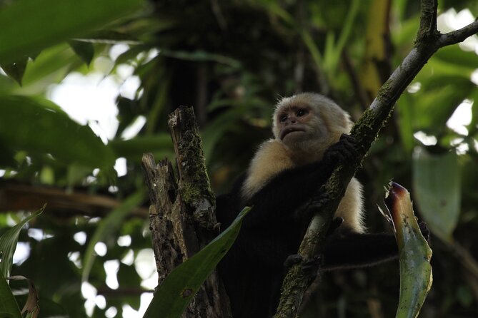 Combo La Fortuna Waterfall Arenal Volcano & Mistico Hanging Bridges - Tour Experience and Recommendations