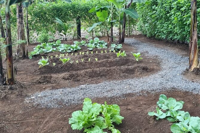 Costa Rica Cooking, The Hearth of Chela - Meeting and Transportation