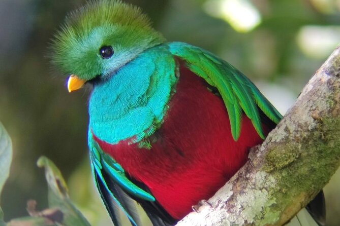 Curicancha Birdwatching Tour - Highlights of the Tour