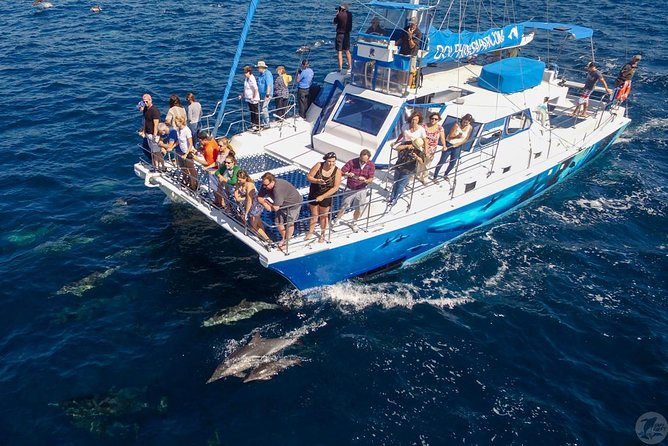 Dana Point Dolphin and Whale Watching Eco-Safari - Underwater Viewing Pods