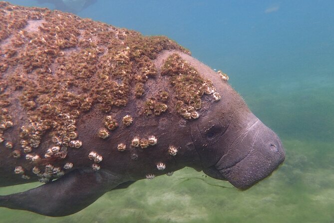 Deluxe Manatee Swim Tour - Snorkeling With Manatees: the Highlight of the Tour
