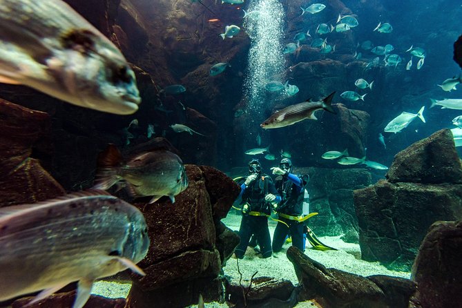 Diving in the Madeira Aquarium - Diving Equipment and Instructions