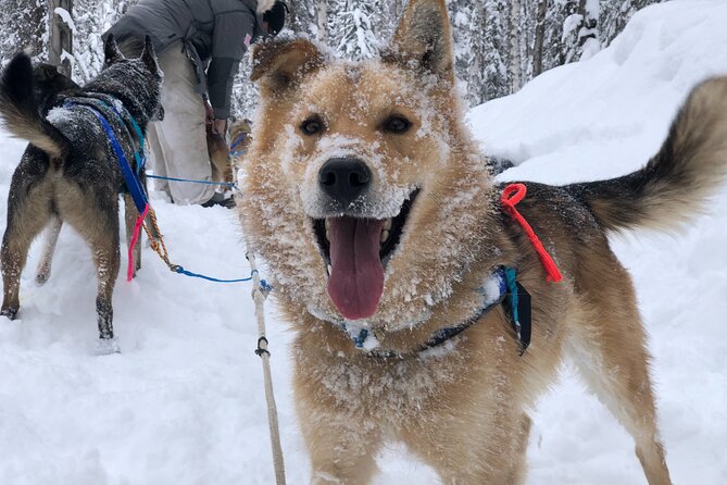 Dog Sledding Adventure in Willow, Alaska - Friendly Huskies and Dog Interactions