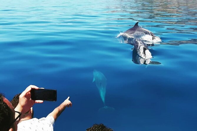 Dolphin Watching and Boat Tour in Sesimbra - Meeting Point and Accessibility