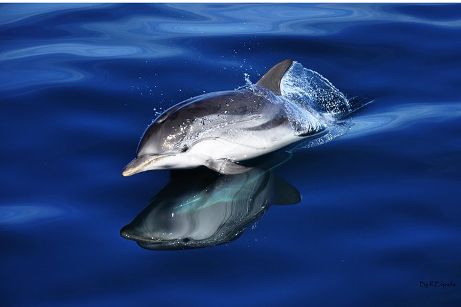 Dolphin Watching Excursion in Gibraltar - Highlights of the Gibraltar Dolphin Watching Tour