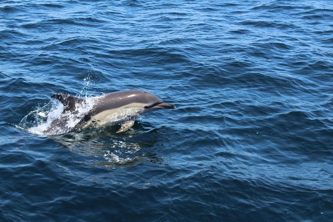 Dolphin Watching From Lagos With Marine Biologists - Highly Rated by Travelers