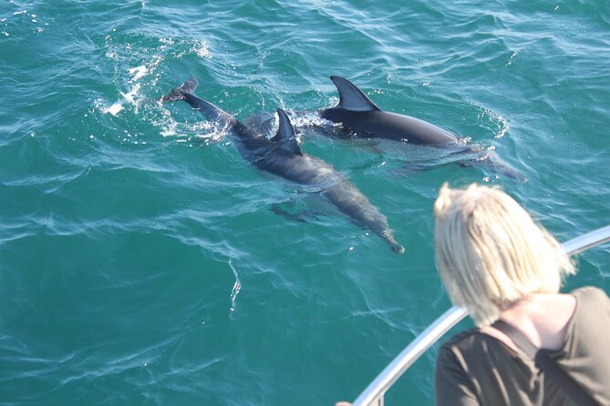 Dolphin Watching in Gibraltar Dolphin Safari V.I.P - Scenic Views of the Rock of Gibraltar and Moroccan Coastline